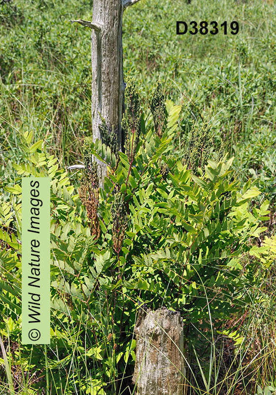 Osmunda regalis Royal Fern Osmunda spectabilis